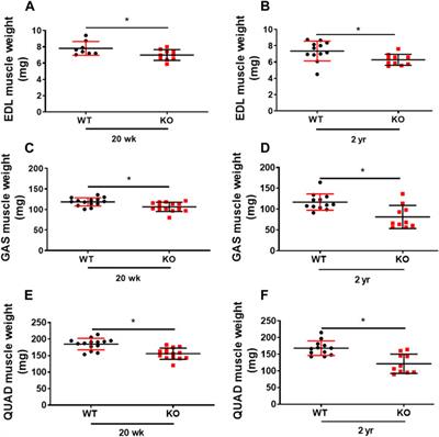 Genetic deletion of Kvβ2 (AKR6) causes loss of muscle function and increased inflammation in mice